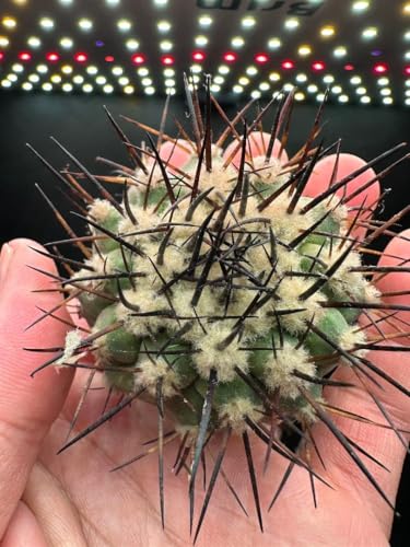 黒王丸」の人気商品一覧 | 安い商品を通販サイトから探す - 価格.com